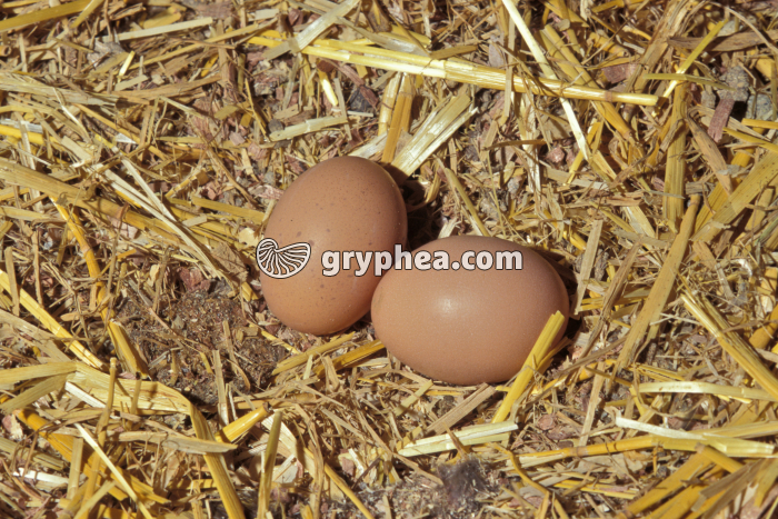 Poule - Oeufs de poule après la ponte - gryphea.com